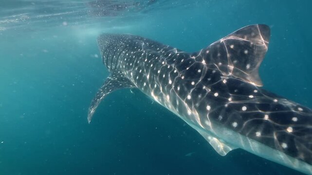 Crisp 4K underwater close-up detailing the unique white spots and gills of a giant whale shark swimming slowly past the lens. Filmed on Insta360 Ace Pro 2 in Saleh Bay, Sumbawa.