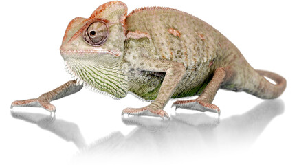 chameleon, lizard, reptile, PNG on Transparent background © dword