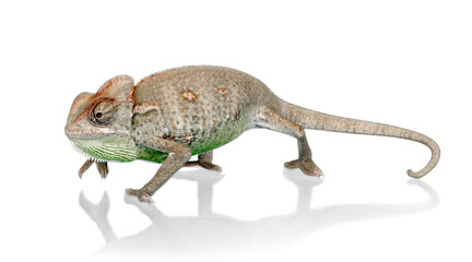 chameleon, lizard, reptile, PNG on Transparent background © dword