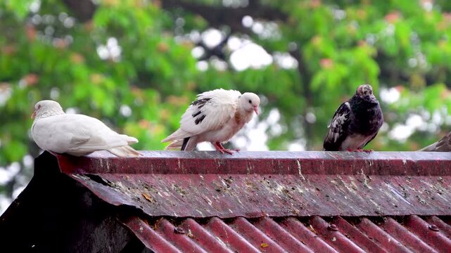 Close-Up shot of Pigeons resting on top of Maa Kamakhya Temple 2.
