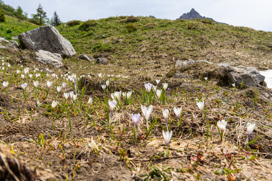 beautiful purple white crocus on steep slope, crocuses in spring, the snow melts and the crocuses bloom on the fresh green meadow, winter is over, Crocus grows in the alps of Austria, Vorarlberg