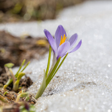 beautiful purple white crocus grows through snow, crocuses in spring, the snow melts and the crocuses bloom on the fresh green meadow, winter is over, Crocus grows in the alps of Austria, Vorarlberg