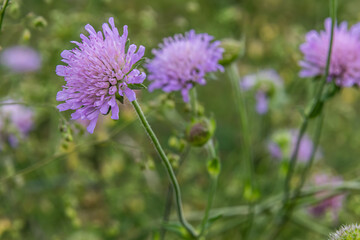 Fototapeta premium Field scabious blooms in a meadow during late spring showcasing delicate purple flowers amidst greenery