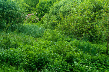 Beautiful green summer landscape with bushes and trees in the park. © Evgeny