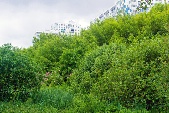 Urban landscape with green trees and bushes on the foreground and apartment buildings in the background