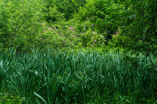 Rhododendron bush and reeds in the forest.