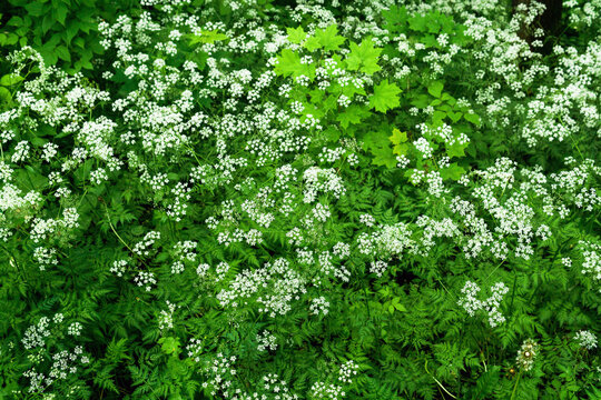 White flowers of Aegopodium podagraria on a background of green leaves.