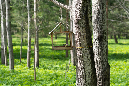 Bird feeder on the tree in the summer forest.