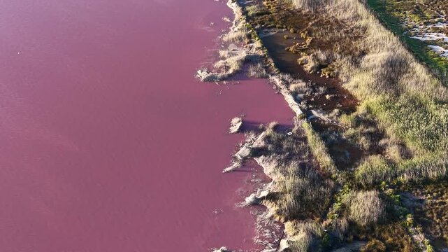 Drone aerial view of the shoreline of the Pink Lake of Torrevieja in Alicante, Spain, featuring vibrant pink waters, salt-rich wetlands, and unique natural patterns created by the hypersaline lagoon