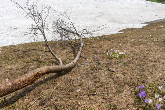 Panorama with rest from avalanche besides spring flowers, crocuses and globe flowers, snow melting in the Alps of Vorarlberg make tunnel in the avalanche, snow on the mountains melts, snow fields