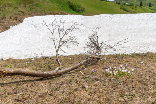 Panorama with rest from avalanche besides spring flowers, crocuses and globe flowers, snow melting in the Alps of Vorarlberg make tunnel in the avalanche, snow on the mountains melts, snow fields