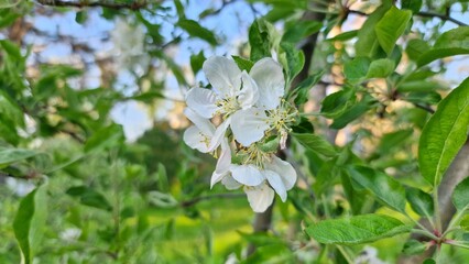 Fototapeta premium Close-up of white apple blossoms on a tree branch. Green leaves surround the delicate flowers, set against a blurred background of blue sky and greenery.