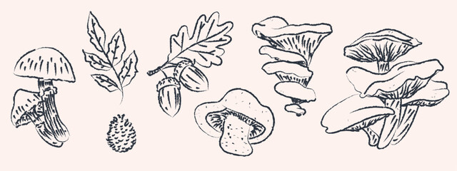 Vector set of hand drawn mushrooms and autumn forest elements with textured charcoal outlines. Vintage botanical doodles collection isolated on background for restaurant menu design packaging recipe b © Ayaulym