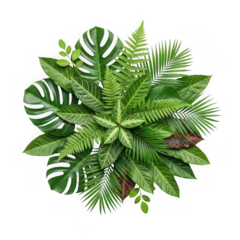 Tropical palm and monstera leaves arrangement © Umair