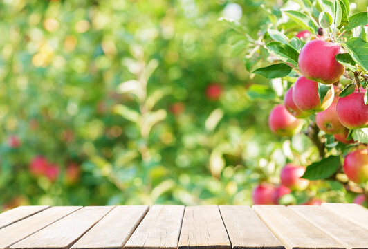 Empty wooden table and ripe red apples on a tree in orchard garden
