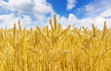 Obraz premium ripening wheat ears. Field of wheat in summer day. Harvesting period