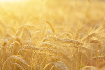 Obraz premium ripening rye ears on sunset time. Rye field on summer time. Crops field