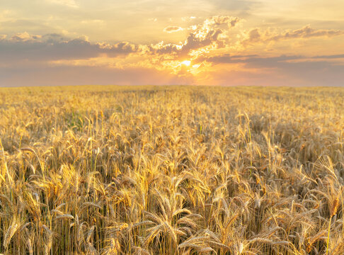 Field of ripening rye ears at sunset or sunrise time. Rye field on summer time