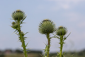 Fototapeta premium Spear thistle plants with spiky flower buds growing in a natural setting under a clear blue sky during late summer