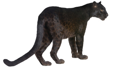 black panther PNG on Transparent background © dword