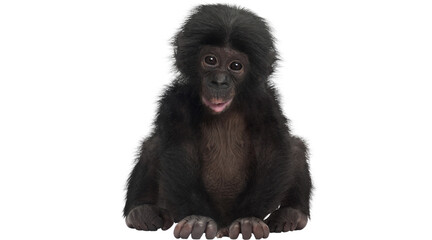 gorilla baby PNG on Transparent background © dword