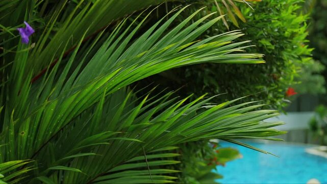 Tropical leaves flutter softly in warm summer breeze beside serene pool. Lush greenery and vibrant flowers create an inviting concept of paradise and relaxation