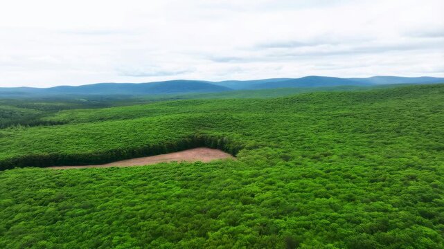 Lush green forest landscape with rolling hills and a clearing. A serene representation of nature's beauty and the importance of environmental conservation