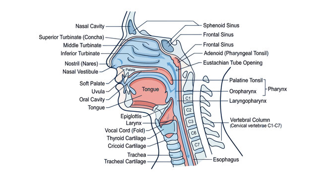 Human Brain Anatomy Medical Diagram.