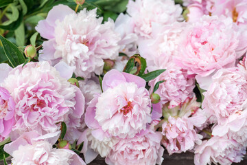 Fototapeta premium A close-up view of a bouquet of lush pink peonies