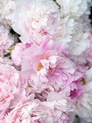 A close-up view of a bouquet of lush pink peonies © Olga Tkacheva