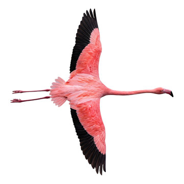 Pink Flamingo Flying in Overhead View Isolated on Transparent Background