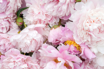 A close-up view of a bouquet of lush pink peonies © Olga Tkacheva