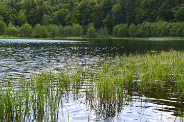 Obraz premium A serene forest lake landscape with lush green reeds growing in the calm water during a summer day