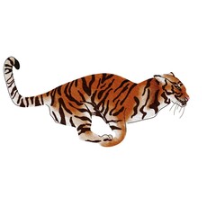 Obraz premium Hand-drawn running tiger illustration isolated on white. Minimalist wild cat character with watercolor texture. Artistic bengal tiger jumping vector clip art for fashion print