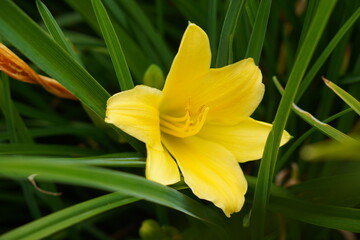 Fototapeta premium bright yellow lily flower surrounded by green foliage in garden. summer blooms