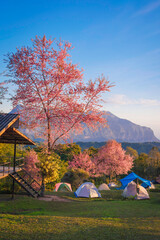 Fototapeta premium Doi Luang Chiang Dao Mountain and Cherry Blossom with Campsite Moning Sunrise, Chiang Mai Thailand