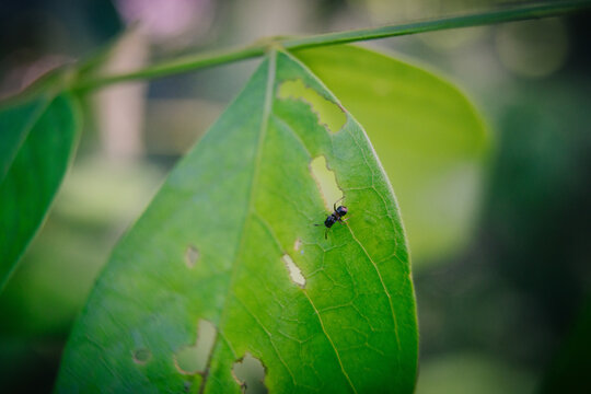 A tiny black ant crawls on a green leaf with bite marks, set against a blurred, out-of-focus background.