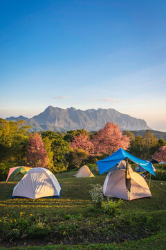 Doi Luang Chiang Dao Mountain and Cherry Blossom with Campsite Moning Sunrise, Chiang Mai Thailand