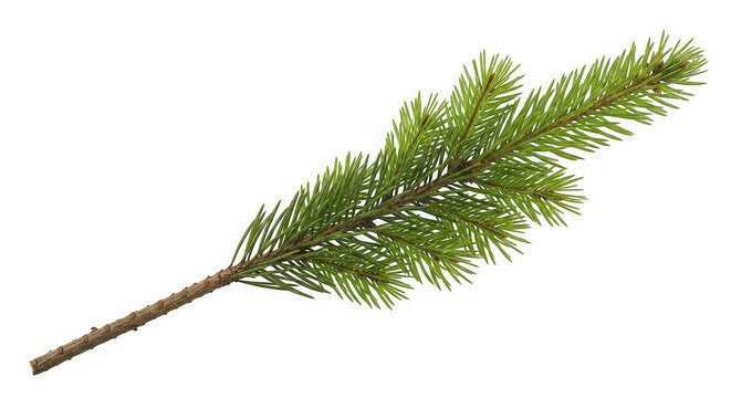 Single green pine tree branch with needles