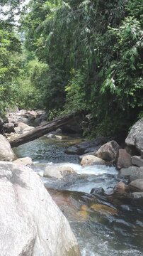 mountain river in the forest, Sinha raja Sri Lanka