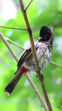 bird on a branch, After bath ,Red-vented Bulbul 