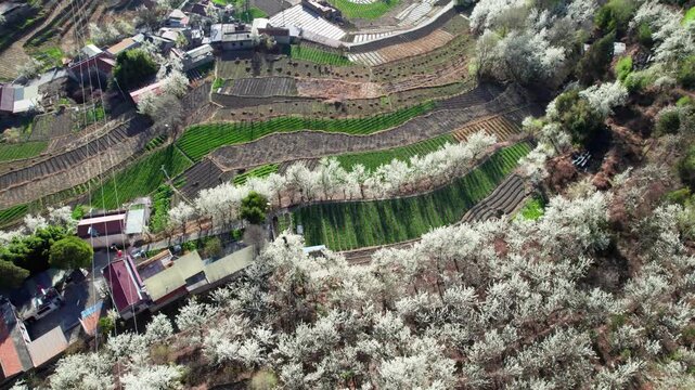 Drone view of white pear blossoms in village in spring in Jinchuan, Sichuan, China, beautiful white flowers in sunny morning, 4k real time footage, travel concept.