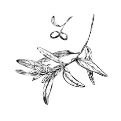 Olive branch and berries ink sketch vector isolated illustration. Hand drawn monochrome outline olivetree twig and green oil fruits for Mediterranean food menu and organic olive oil packaging © AnKa
