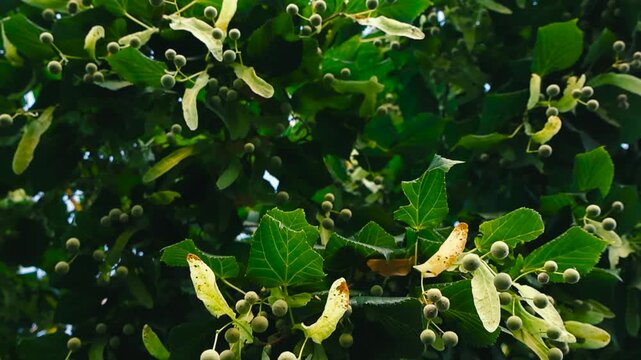Linden tree branches with green leaves, fruits, and seeds slowly swaying in the wind on a bright day. Natural background showcasing the beauty of Tilia cordata, also known as basswood