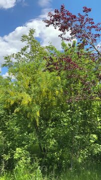 Golden chain tree and purple leaf plum growing in spring garden