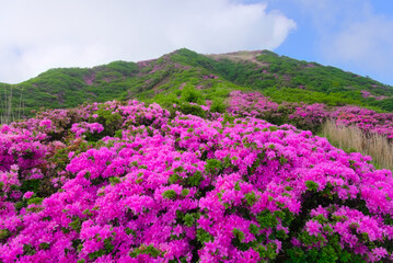 Fototapeta premium 熊本県の阿蘇山、ミヤマキリシマ咲く烏帽子岳