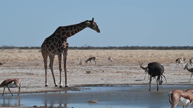 Giraffe (Giraffa camelopardalis) at the waterhole in the Etosha National Park, Namibia, Africa