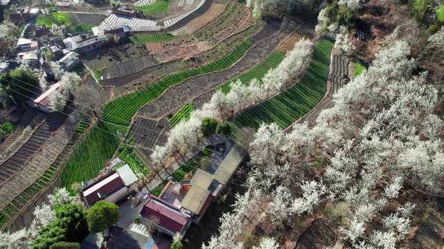 Drone view of white pear blossoms in village in spring in Jinchuan, Sichuan, China, beautiful white flowers in sunny morning, 4k real time footage, travel concept.