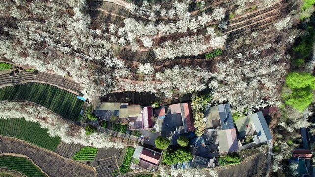 Drone view of white pear blossoms in village in spring in Jinchuan, Sichuan, China, beautiful white flowers in sunny morning, 4k real time footage, travel concept.