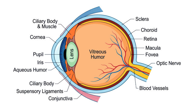 Human eye anatomy diagram with medical labels of internal structures